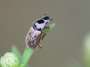 onderdeel:natuur:bladsprietkevers_-_aphodius_contaminatus_dsc_1876_2_.jpg