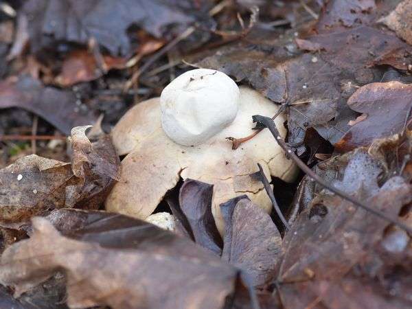 Natuur - paddenstoel